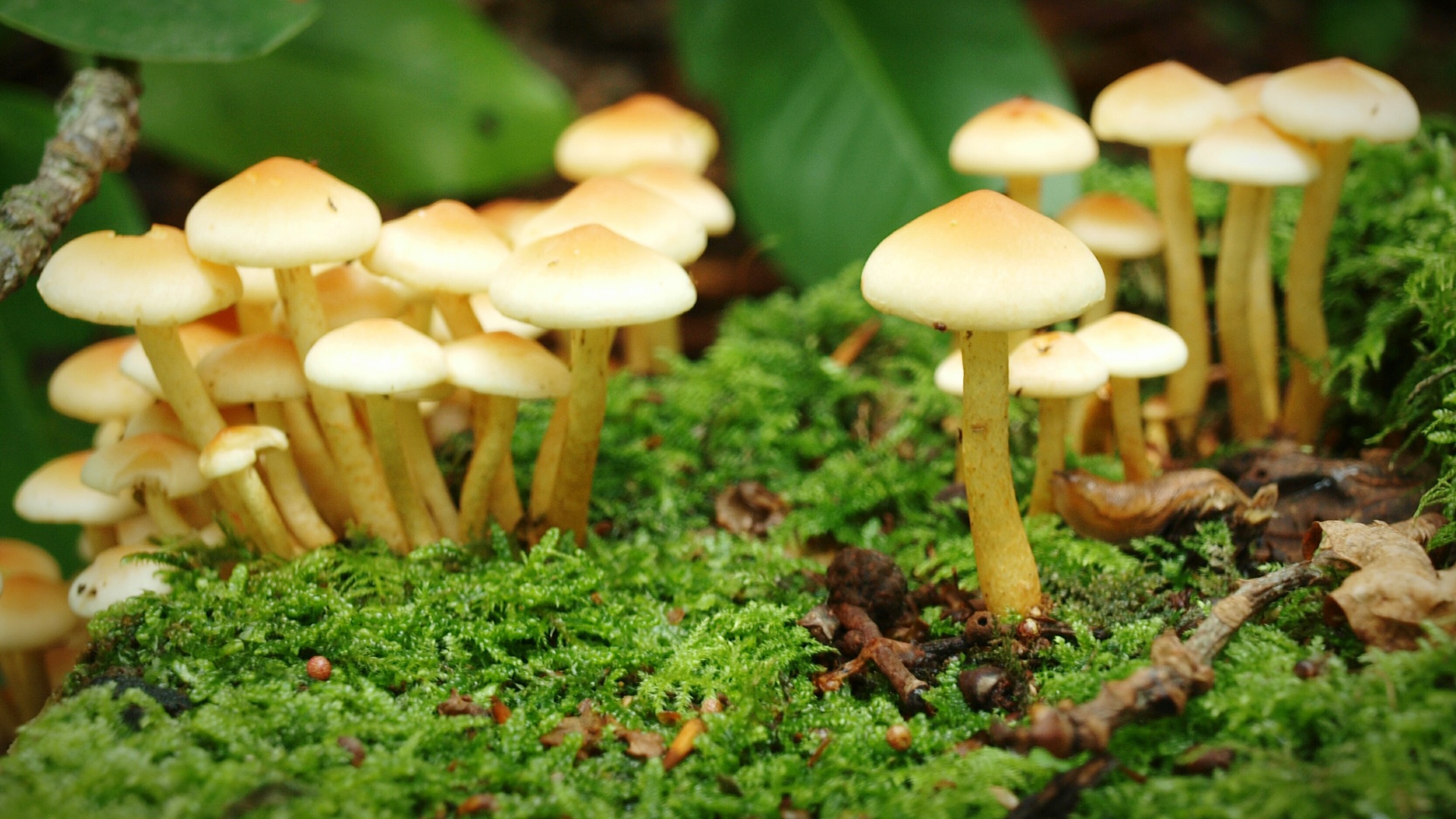 Hongos Comestibles y Medicinales